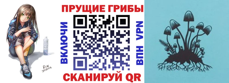 Псилоцибиновые грибы Psilocybe  где купить наркоту  Ковров 